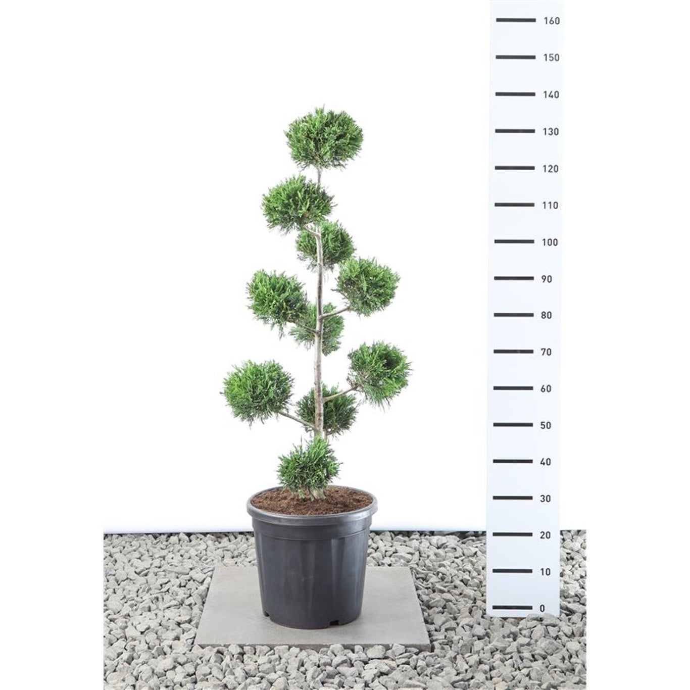 Leylandcypress – Cupressocyparis leylandii - 80-100 CM PonPon Cont.